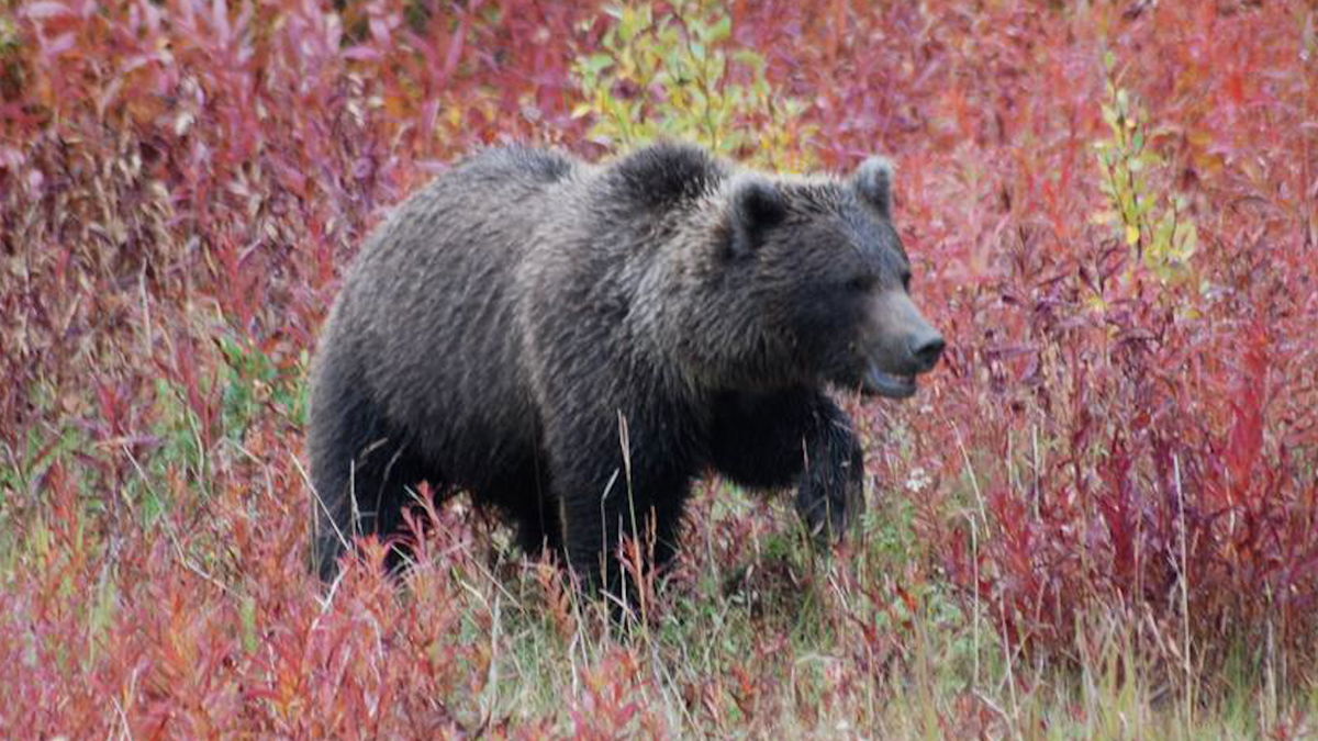 Bear-Fish-and-Game-XZhDxh.jpg