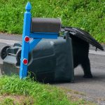 Fish and Game forced to put down food conditioned bears in Teton County