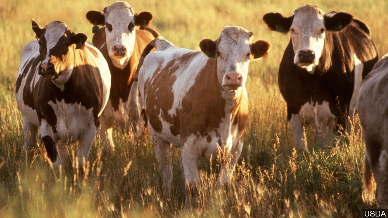 Livestock-logo_USDA-qZenmk.jpg