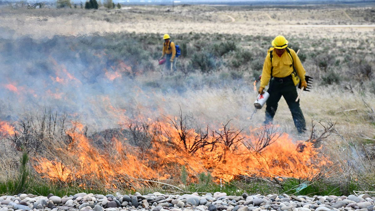 Stock-IFFD-prescribed-burn-photo.-d9dOuD.jpg