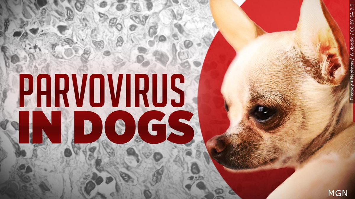 Parvovirus-effecting-dogs-logo__Parvo-logo__dogs-logo__Parvovirus-is-dogs__Pixabay-Nephron-Wikipedia-CC-BY-SA-3.0-qra4fo.jpg