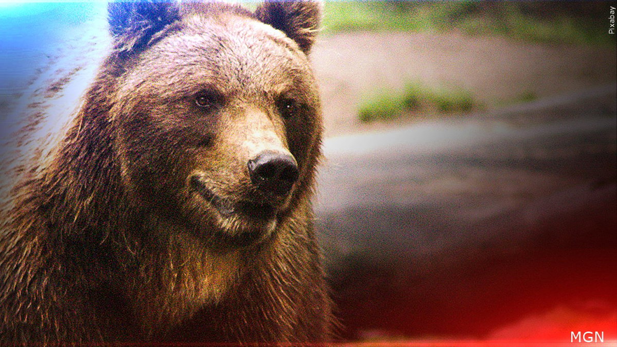 Grizzly-bear-attack-logo__Grizzly-logo__grizzly-bear-logo__Pixabay-J3i9P5.jpg