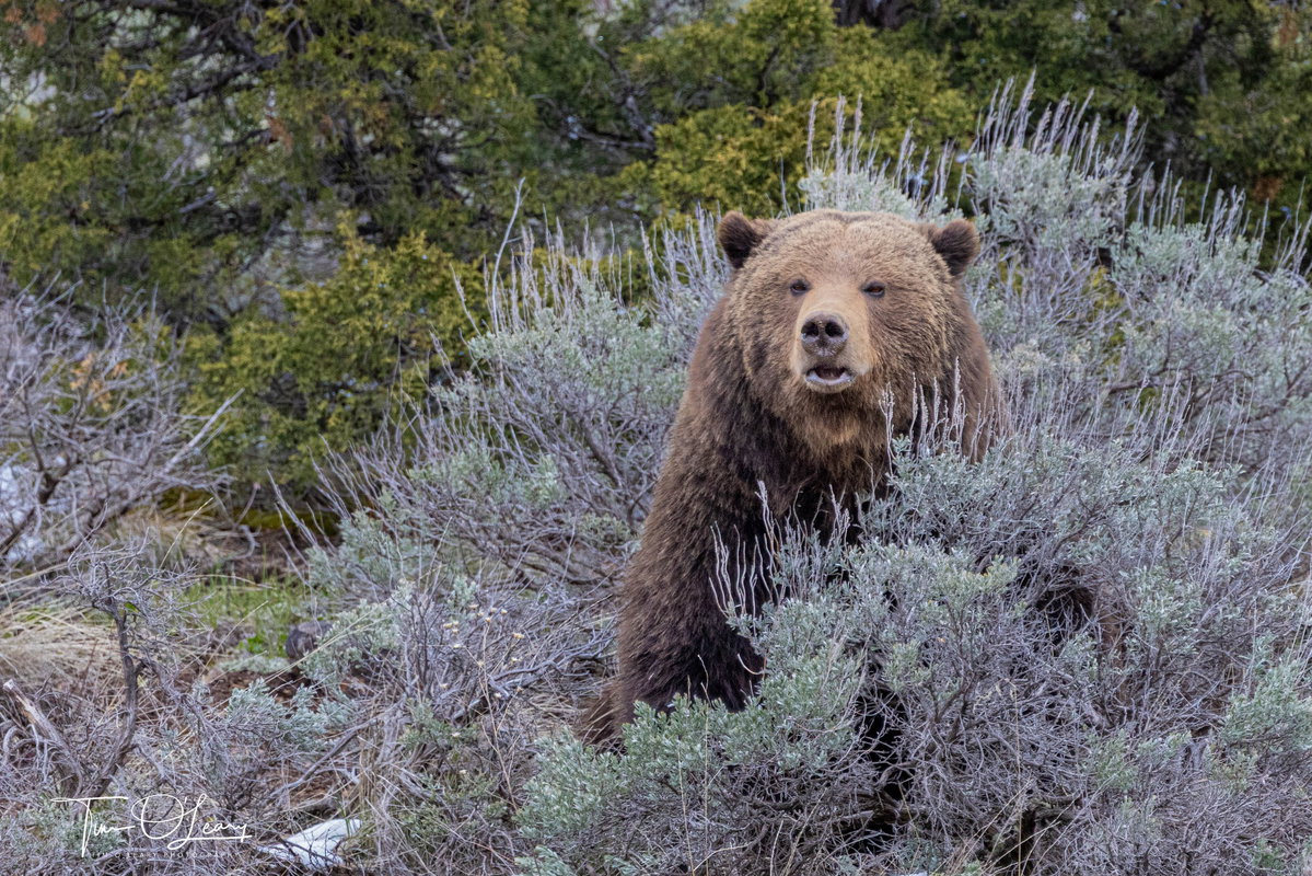 bear-rd8atP.jpg