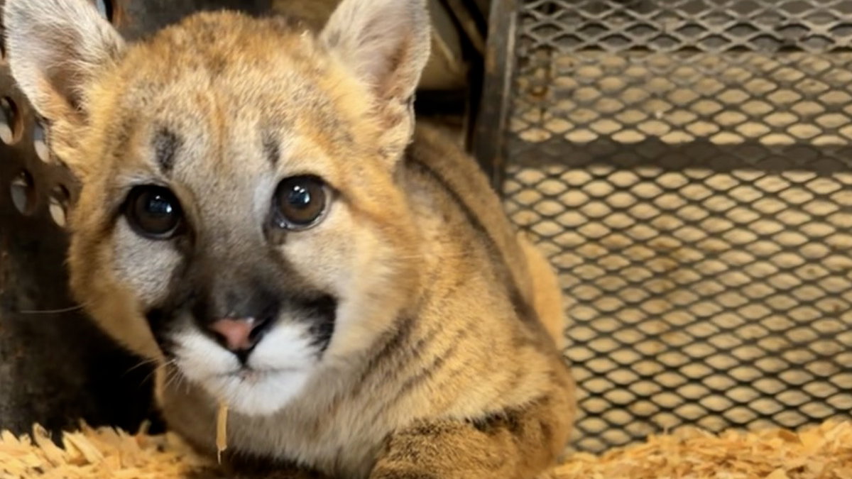xRfWOvwv-Cougar-Kitten-7TEa1b.jpg