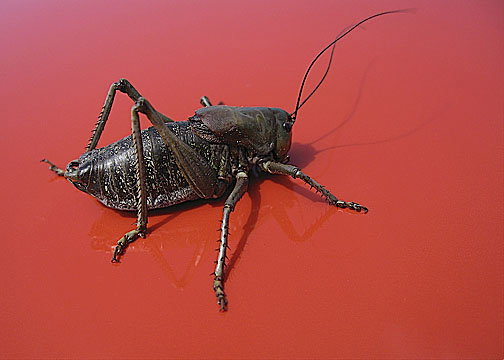 mormon-cricket-J36LSp.jpg