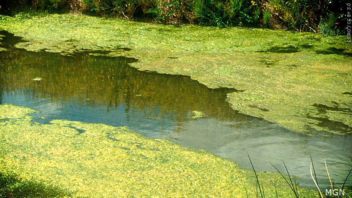 Blue-Green-Algae-logo_CSIRO-CC-BY-3.0-xOwoDV.jpg