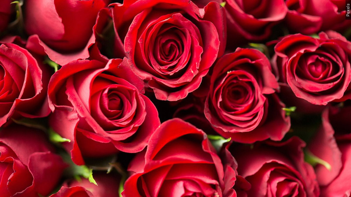 Red-roses-logo_roses-logo__flowers-logo_flower-logo__Red-roses-iT2oXG.jpg