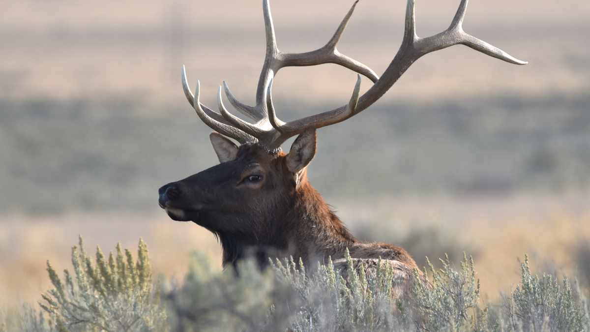 HUNT-VO.00_00_22_02.Still001-Sk128I.png