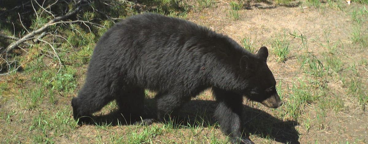 small_black_bear-wNCoFP.jpg