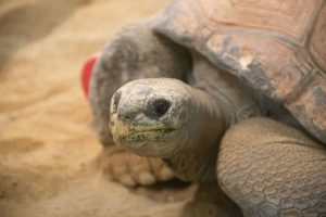 Idaho Falls Zoo Opens Expansive New 'Islands' Exhibit