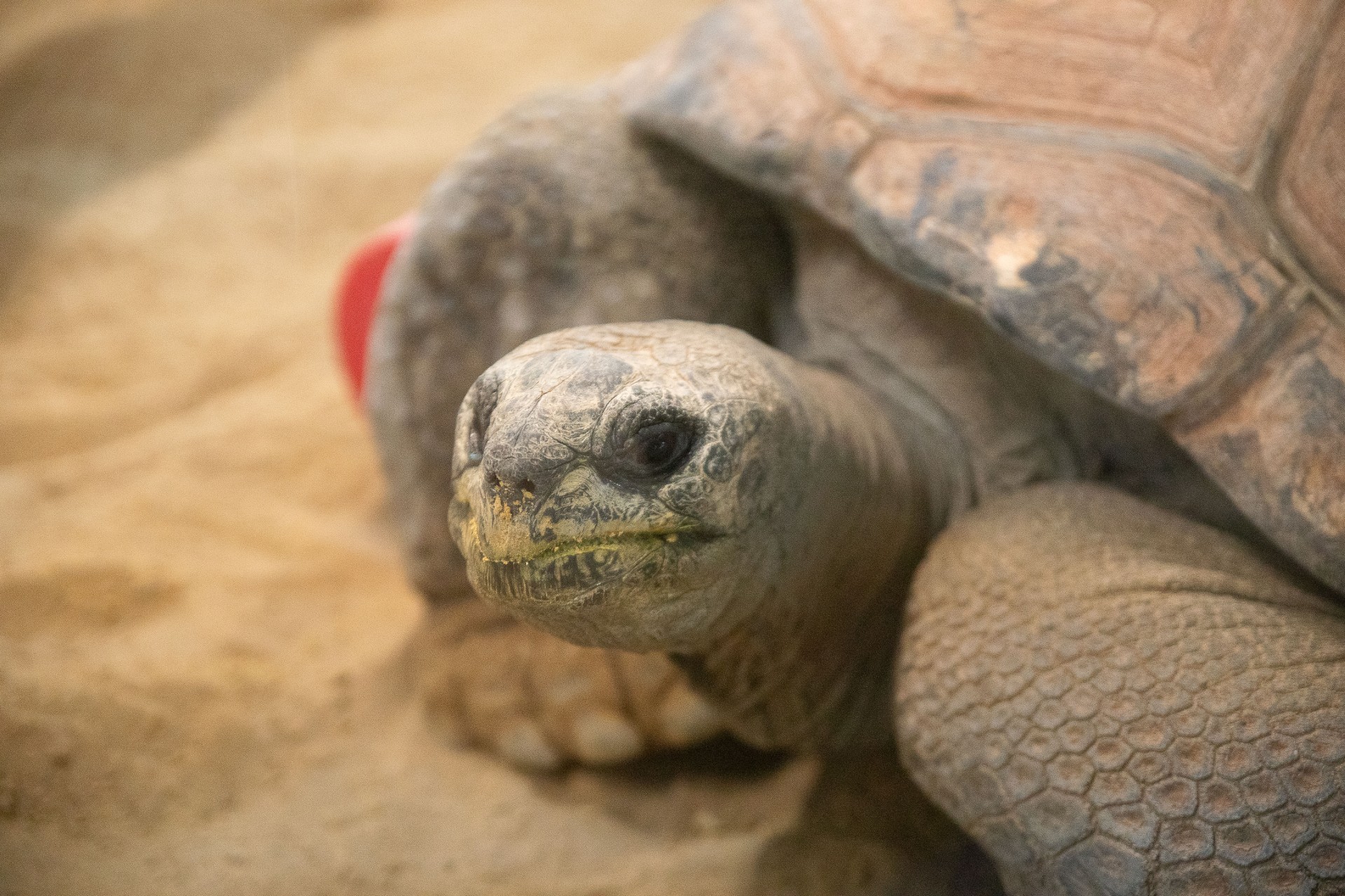 Idaho Falls Zoo Opens Expansive New 'Islands' Exhibit