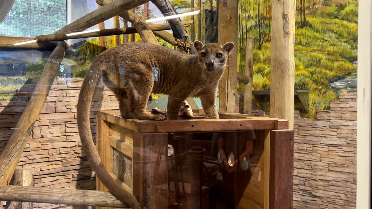 Fossa-2-dOggCZ.jpg