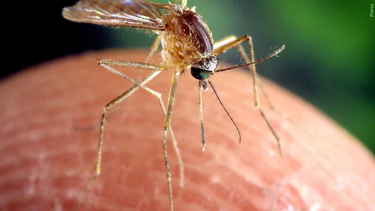 Mosquito-logo___Pixnio-cYXEhF.jpg
