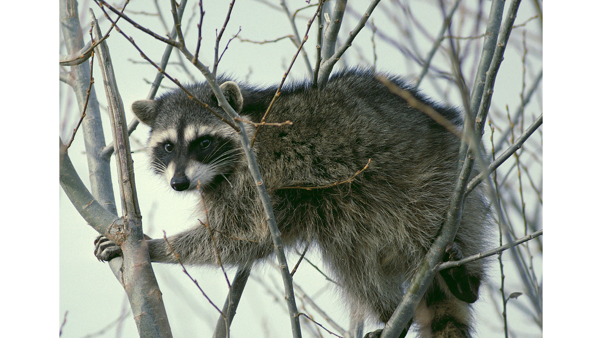 Racoon-1-A2sVzr.png