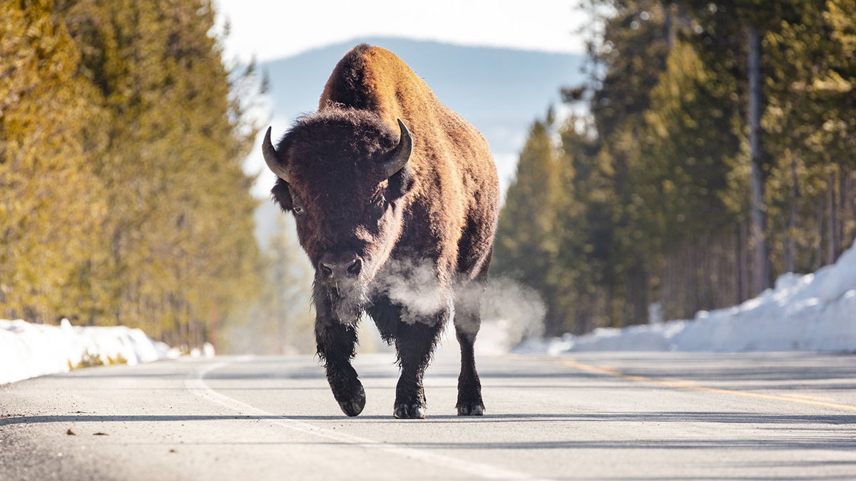 Bison-breath-on-a-cool-morning-NPS-Jacob-W.-Frank-lkoPTk.jpg