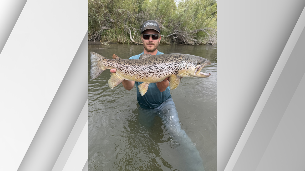 Brown-Trout-Record-Aug-2026-WrqaT6.png