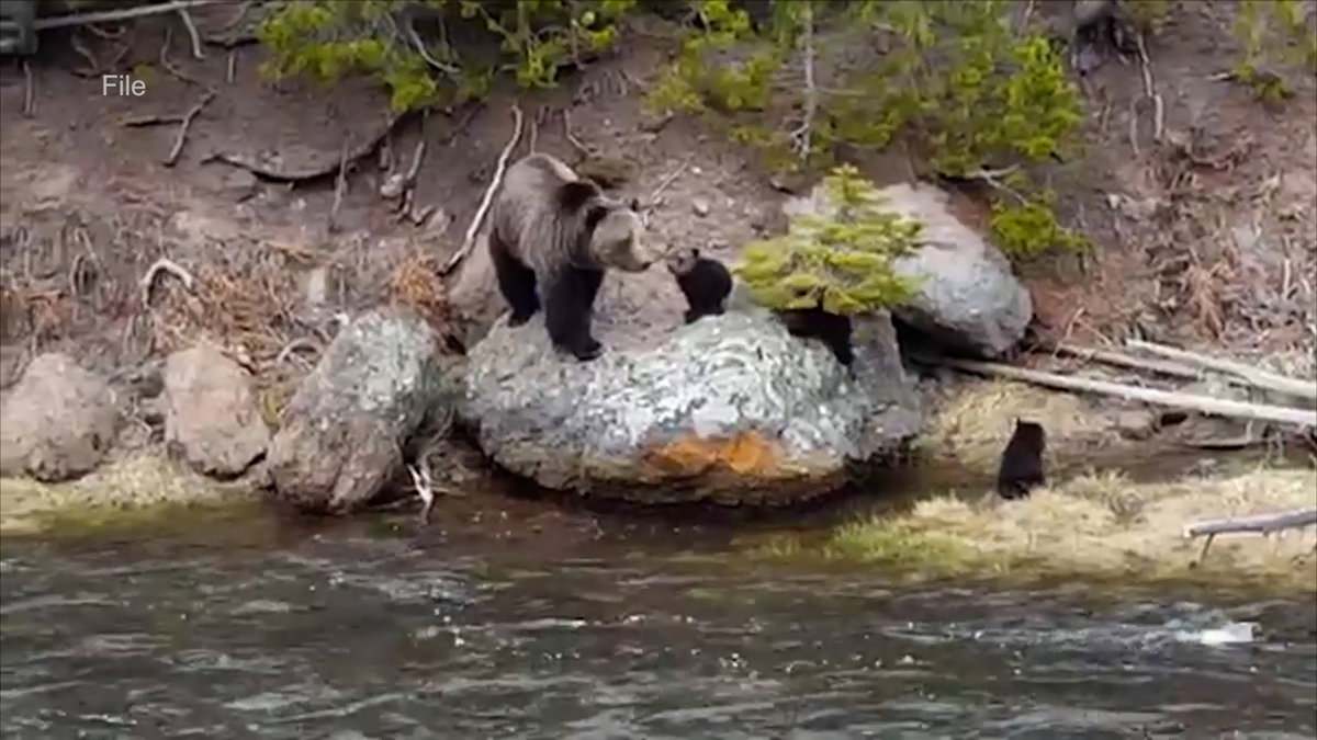 bear-still-pic-YIG22N.jpg