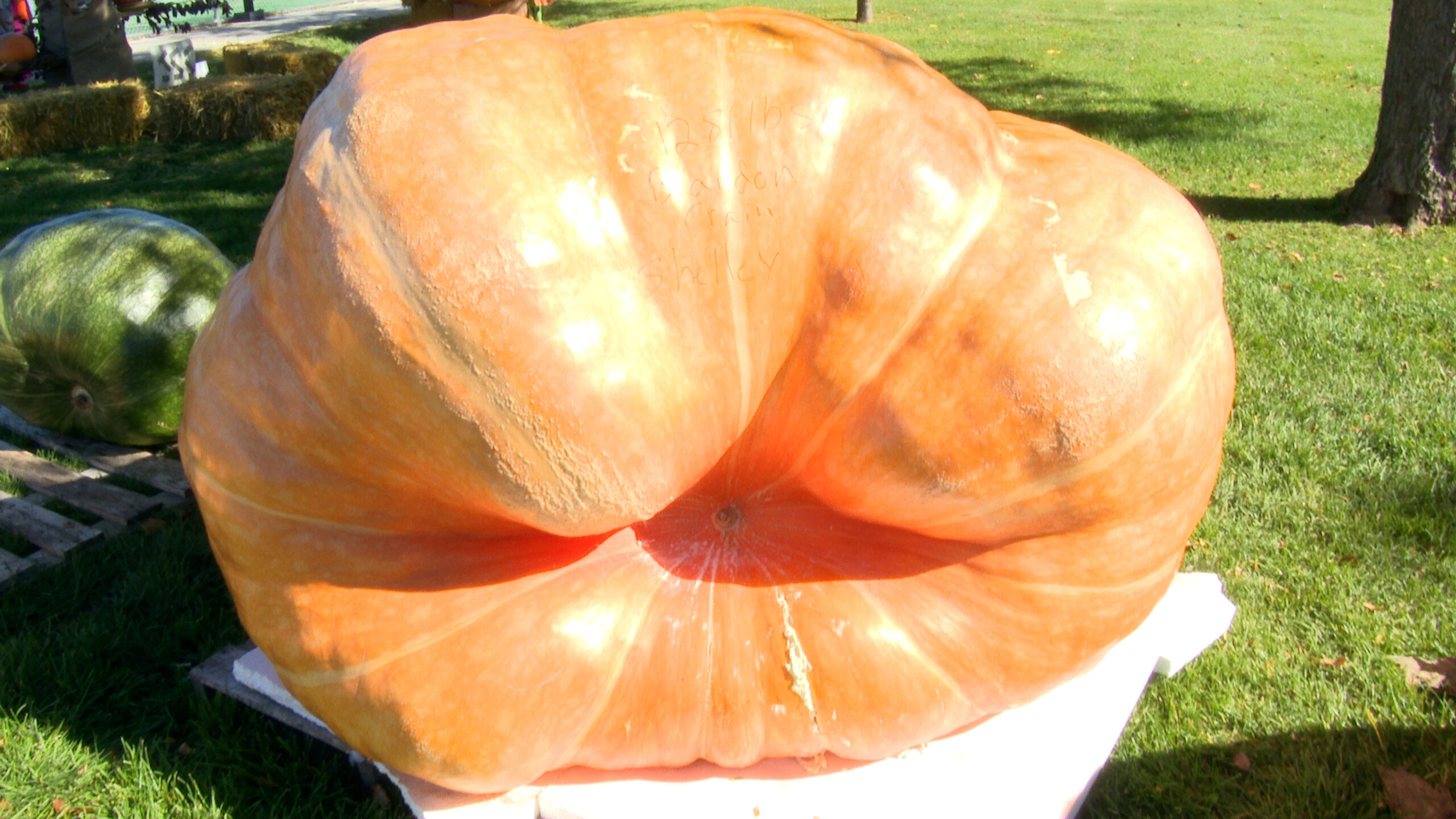 brandons-big-pumpkin-pic-1-scaled-11XEBl.jpg