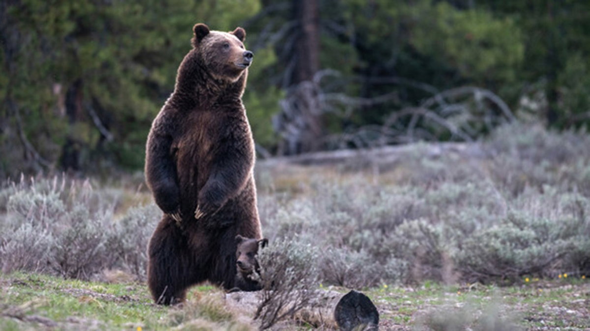 grizzly-bear-399-o5-16-23-sml_crop__NPS-PhotoC.-Adams-2Rdb4o.jpg